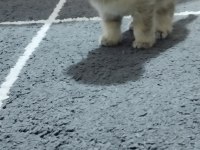 Minik scottish fold yavrularımıza ömürlük yuva arıyoruz