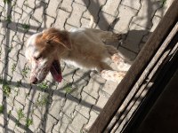 English Setter (yellow belton)