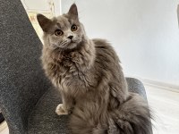 8 Aylık British longhair yavru