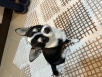 Süs köpeği