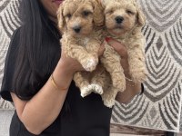 Safkan apricot toy poodle yavrularım