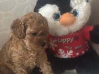 Minicik muhteşem güzellikte safkan toy poodle