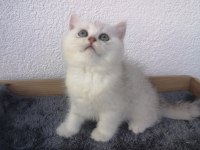 Harika Silver Erkek Scottish Straight Yavrumuz