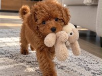 Safkan Toy Poodle Köpekleri