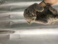 47 günlük yavru kedi