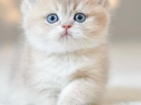 Nadir Renk AY Golden British Shorthair