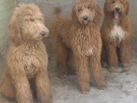 KALİTELİ DEV POODLE YAVRULAR
