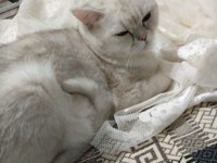 2 Yaşında dişi hamile olabilir