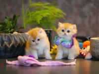 mükemmel golden british shorthair kız