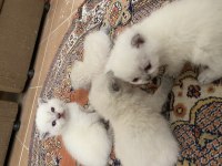 45 GÜNLÜK KEDİLERİMİZİ SAHİPLENDİRME