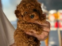 SAĞLIK VE IRK GARANTİLİ TOY POODLE