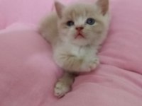 British shorthair ve scottish fold yavrular
