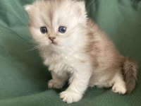 British longhair bebişler