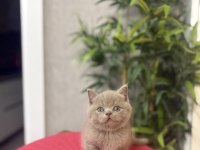 ÖZEL RENK BRITISH SHORTHAİR YAVRULARIM 