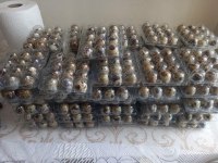 Tesax japon Jumbo bıldırcın yumurta bulunur