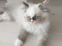 British Longhair 2.5 aylık dişi tuvalet eğitimli