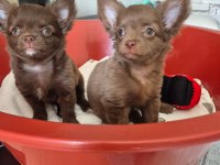 Chihuahua Şivava Bebekler