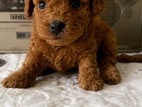 Aşılı orjinal garantili toy poodle