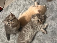 Scottish fold yavru