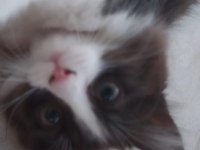 PANDA KEDİMİZE ÖMÜRLÜK YUVA ARIYORUZ