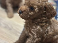 Poodle bebeklerimiz yeni yuvalarını bekliyor
