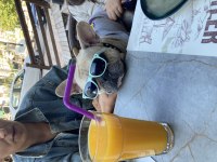Eşleştirmek için dişi french bulldog arıyoruz