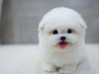 Safkan pomeranian boo köpekler