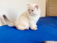 Kendi kedimin yavrusu british longhair