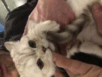 4 aylık british shorthair