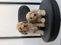 Toy Poodle yavrular