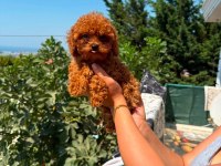 ANKARA NIN EN GÜZEL TOY POODLE YAVRULARI