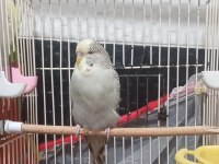 Jumbo muhabbet kuşları