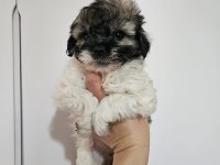 Erkek ve dişi yavru köpeğimiz
