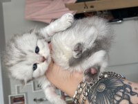 Eskişehir Tepebaşından scottish fold longhair