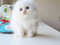 Safkan Scottish Fold Longhair Erkek Yavrumuz