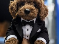 POODLE yavrum