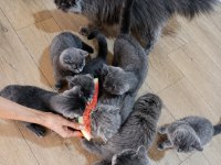 Hayatınıza Neşe Katacak British Shorthair Yavru