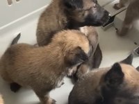 Belçika Malinois yavruları