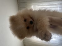 Köpeğimiz Boyka Sahibini Arıyor
