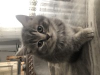 3 güzel british shorthair kızım yeni sahiplerini arıyor