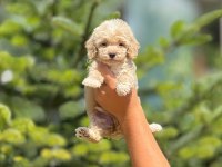 Maltipoo bebek köpekleri