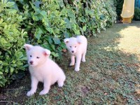 Akkuş Üretim Çiftliğinden Akita Yavruları
