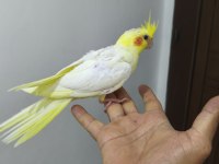 Ele alıştırmalık sultan papağanı