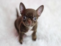 Show Teacup Chocolate Chihuahua