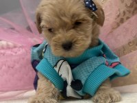 Orjinal maltipoo yavrularımız