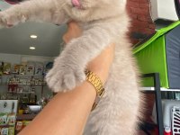 LİLAC RENGİ Scottish FOLD