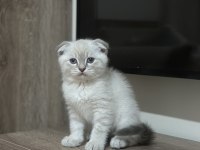 1.5 Aylık Scottish Fold Yavrular