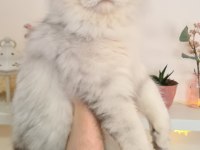 Uyguna British Longhair 7 Aylık Erkek Kedim