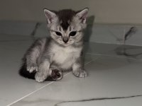 British Shorthair Yavrularımız 2 Aylık