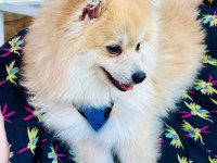 KÖPEĞİMİZ KUKİ İÇİN ÖMÜRLÜK YUVASINI ARIYORUZ